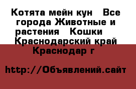 Котята мейн кун - Все города Животные и растения » Кошки   . Краснодарский край,Краснодар г.